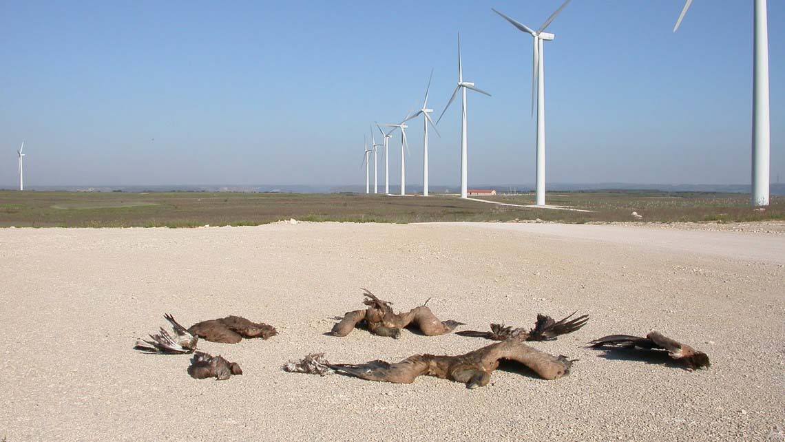 renewables downsides: wind turbines killing birds